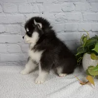 Skyler, a male Pomsky for sale in Fresno, OH – Photo 3 of 5