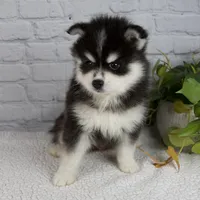 Skyler, a male Pomsky for sale in Fresno, OH – Photo 5 of 5