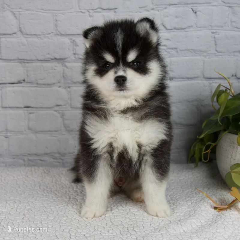 Skyler – Pomsky puppy for sale in Fresno, OH