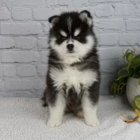 Skyler, a male Pomsky for sale in Fresno, OH – Photo 1 of 5