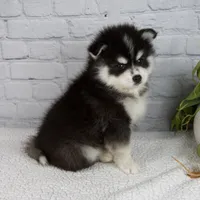 Skyler, a male Pomsky for sale in Fresno, OH – Photo 2 of 5