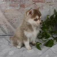 Gloria, a female Pomsky for sale in Fresno, OH – Photo 4 of 9