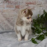 Gloria, a female Pomsky for sale in Fresno, OH – Photo 6 of 9