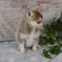 Gloria, a female Pomsky for sale in Fresno, OH – Photo 8 of 9