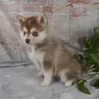 Gloria, a female Pomsky for sale in Fresno, OH – Photo 2 of 9