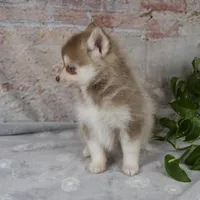 Gloria, a female Pomsky for sale in Fresno, OH – Photo 9 of 9