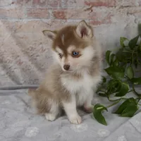 Gloria, a female Pomsky for sale in Fresno, OH – Photo 3 of 9