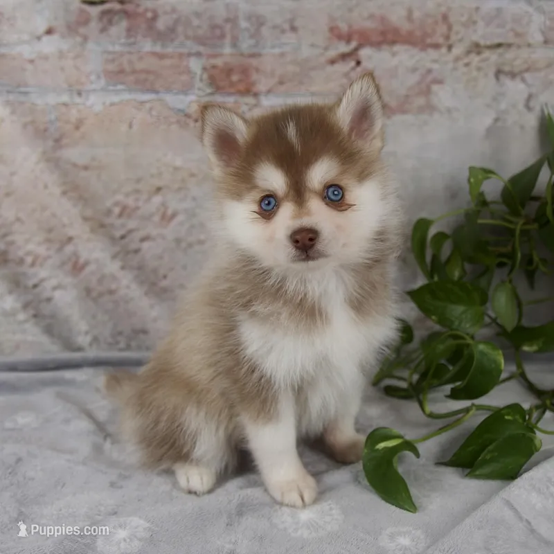 Gloria – Pomsky puppy for sale in Fresno, OH