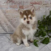 Gloria, a female Pomsky for sale in Fresno, OH – Photo 1 of 9