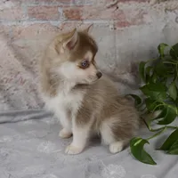 Gloria, a female Pomsky for sale in Fresno, OH – Photo 5 of 9