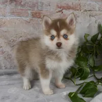 Gloria, a female Pomsky for sale in Fresno, OH – Photo 7 of 9