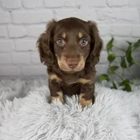 Cleo, a male Miniature Dachshund for sale in Fresno, OH – 7 of 7