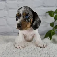 Hazel, a female Miniature Dachshund for sale in Fresno, OH – 6 of 9