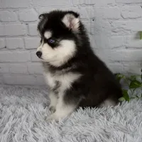 Tucker, a male Pomsky for sale in Fresno, OH – 5 of 6