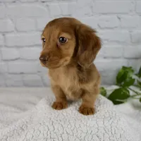 Bailey, a female Miniature Dachshund for sale in Fresno, OH – Photo 8 of 9