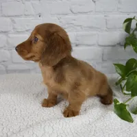 Bailey, a female Miniature Dachshund for sale in Fresno, OH – Photo 3 of 9