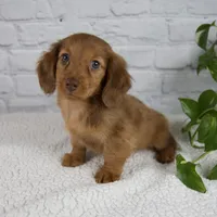 Bailey, a female Miniature Dachshund for sale in Fresno, OH – Photo 1 of 9