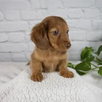 Bailey, a female Miniature Dachshund for sale in Fresno, OH – Photo 9 of 9
