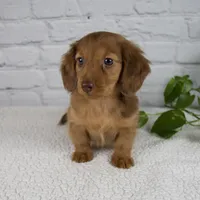 Bailey, a female Miniature Dachshund for sale in Fresno, OH – Photo 6 of 9