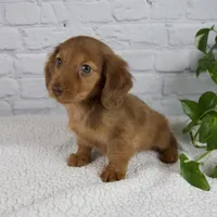 Bailey, a female Miniature Dachshund for sale in Fresno, OH – Photo 4 of 9