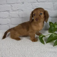 Bailey, a female Miniature Dachshund for sale in Fresno, OH – Photo 5 of 9