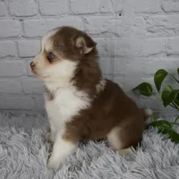 Quincy, a male Pomsky for sale in Fresno, OH – 2 of 5