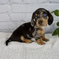 Hunter, a male Miniature Dachshund for sale in Fresno, OH – 2 of 8