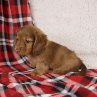 Elise, a female Miniature Dachshund for sale in Fresno, OH – 3 of 9