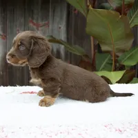 Austin, a male Miniature Dachshund for sale in Fresno, OH – 3 of 6