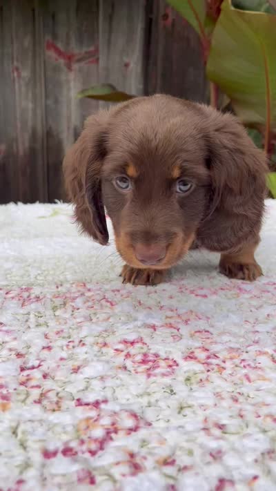 Austin, a male Miniature Dachshund for sale in Fresno, OH – 6 of 6