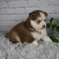 Quincy, a male Pomsky for sale in Fresno, OH – 4 of 5
