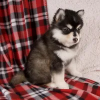 Joy, a female Pomsky for sale in Fresno, OH – Photo 3 of 6