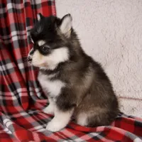 Joy, a female Pomsky for sale in Fresno, OH – Photo 2 of 6