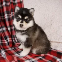 Joy, a female Pomsky for sale in Fresno, OH – Photo 6 of 6