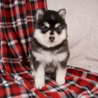 Joy, a female Pomsky for sale in Fresno, OH – Photo 4 of 6