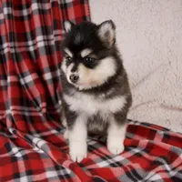 Joy, a female Pomsky for sale in Fresno, OH – Photo 5 of 6