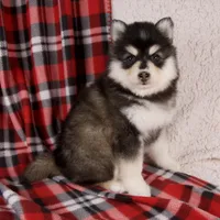 Joy, a female Pomsky for sale in Fresno, OH – Photo 1 of 6