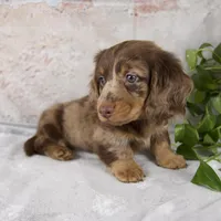 Osborne, a male Miniature Dachshund for sale in Fresno, OH – Photo 6 of 10