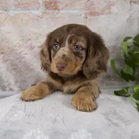 Osborne, a male Miniature Dachshund for sale in Fresno, OH – Photo 8 of 10