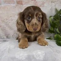 Osborne, a male Miniature Dachshund for sale in Fresno, OH – Photo 7 of 10