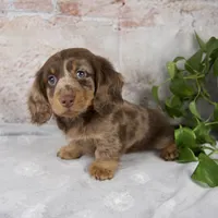 Osborne, a male Miniature Dachshund for sale in Fresno, OH – Photo 2 of 10