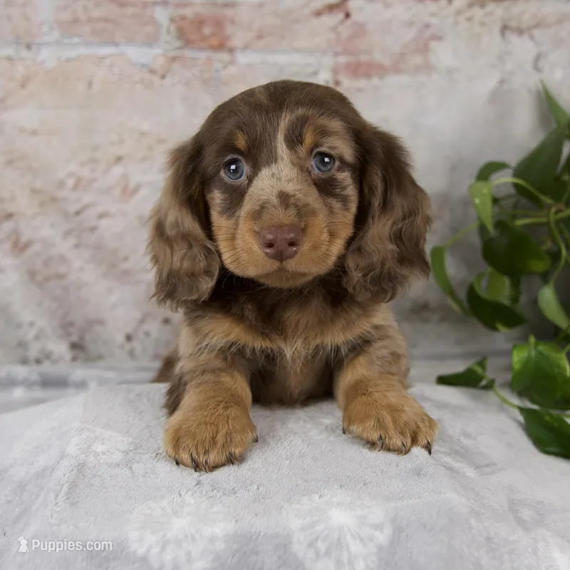 Osborne – Miniature Dachshund puppy for sale in Fresno, OH