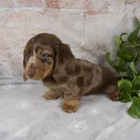 Osborne, a male Miniature Dachshund for sale in Fresno, OH – Photo 3 of 10