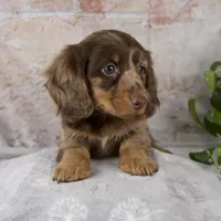 Osborne, a male Miniature Dachshund for sale in Fresno, OH – Photo 10 of 10
