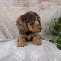 Osborne, a male Miniature Dachshund for sale in Fresno, OH – Photo 9 of 10
