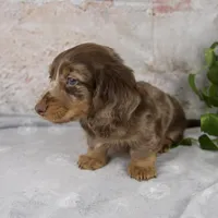 Osborne, a male Miniature Dachshund for sale in Fresno, OH – Photo 5 of 10