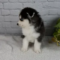 Nickson, a male Pomsky for sale in Fresno, OH – Photo 5 of 6