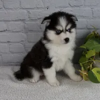 Nickson, a male Pomsky for sale in Fresno, OH – Photo 2 of 6