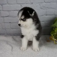 Nickson, a male Pomsky for sale in Fresno, OH – Photo 6 of 6