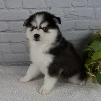 Nickson, a male Pomsky for sale in Fresno, OH – Photo 3 of 6